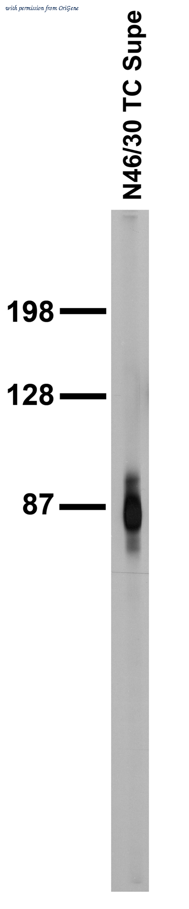 OriGene 75-083 image 1