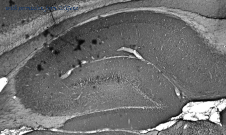 OriGene 75-094 image 1