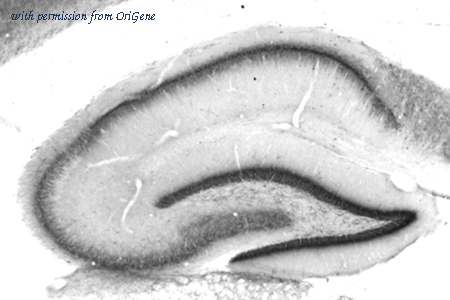 OriGene 75-096 image 1