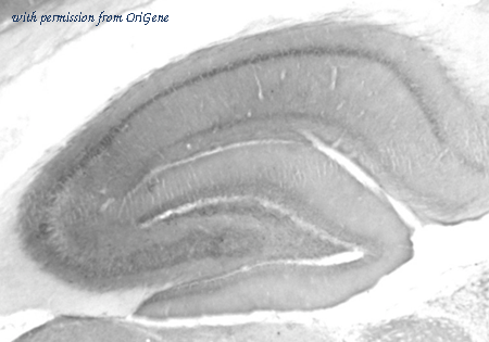OriGene 75-098 image 1