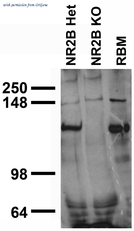 OriGene 75-101 image 1