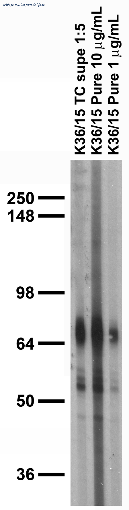 OriGene 75-105 image 1