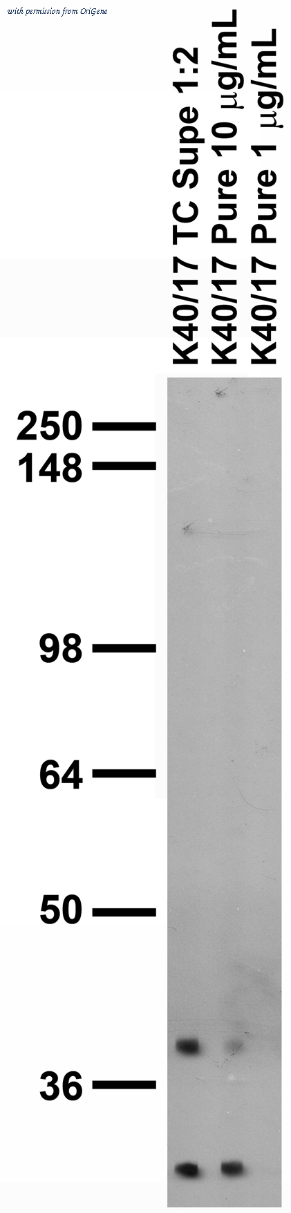 OriGene 75-106 image 1
