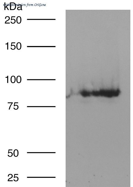 OriGene 75-107 image 1