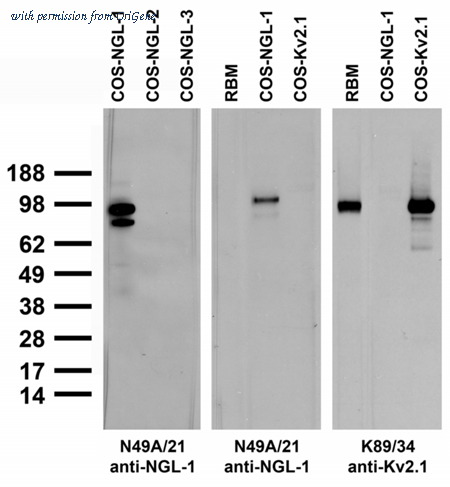 OriGene 75-108 image 1