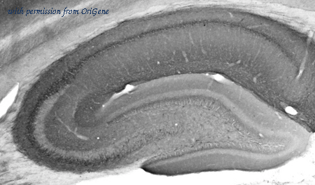 OriGene 75-110 image 1