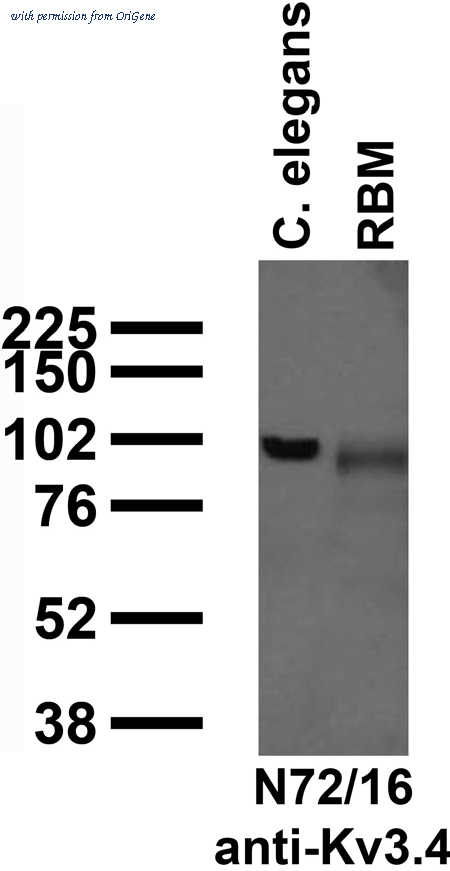 OriGene 75-112 image 1