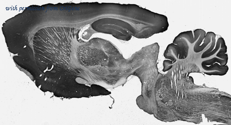 OriGene 75-125 image 1
