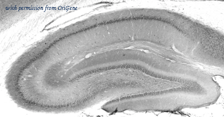 OriGene 75-129 image 1