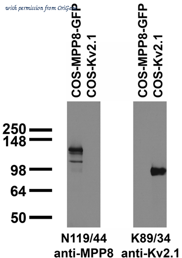 OriGene 75-154 image 1