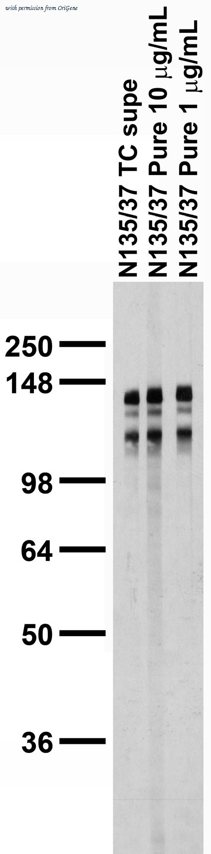 OriGene 75-163 image 1