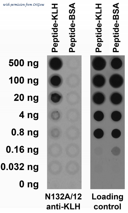 OriGene 75-167 image 1