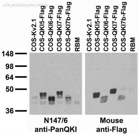 OriGene 75-168 image 1