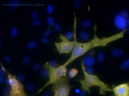 OriGene 75-169 image 1
