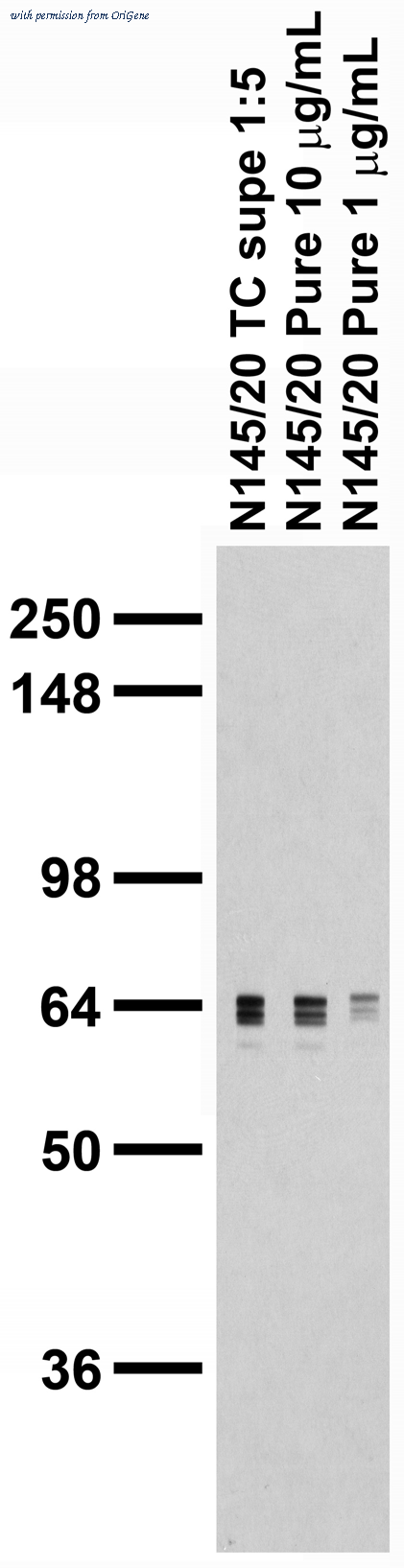 OriGene 75-179 image 1