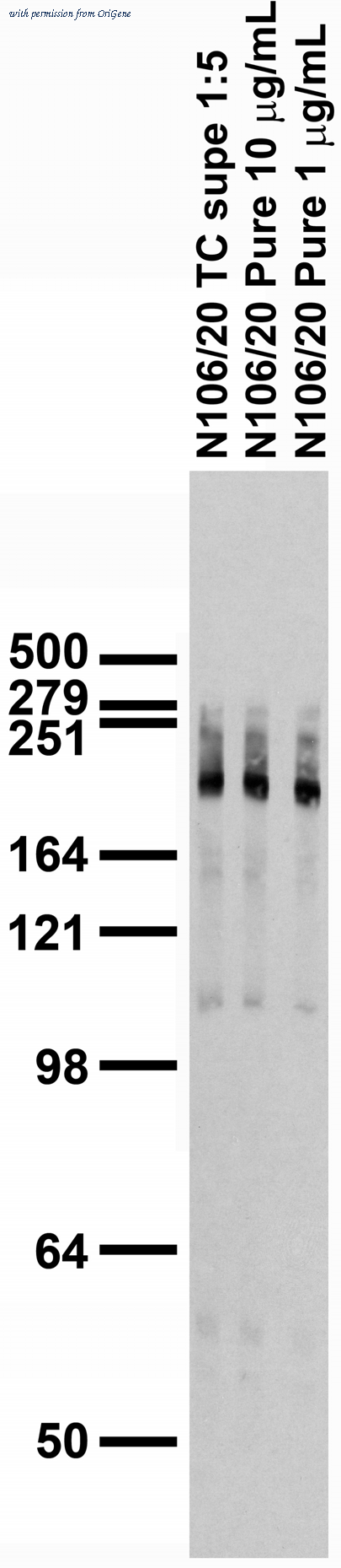 OriGene 75-187 image 1