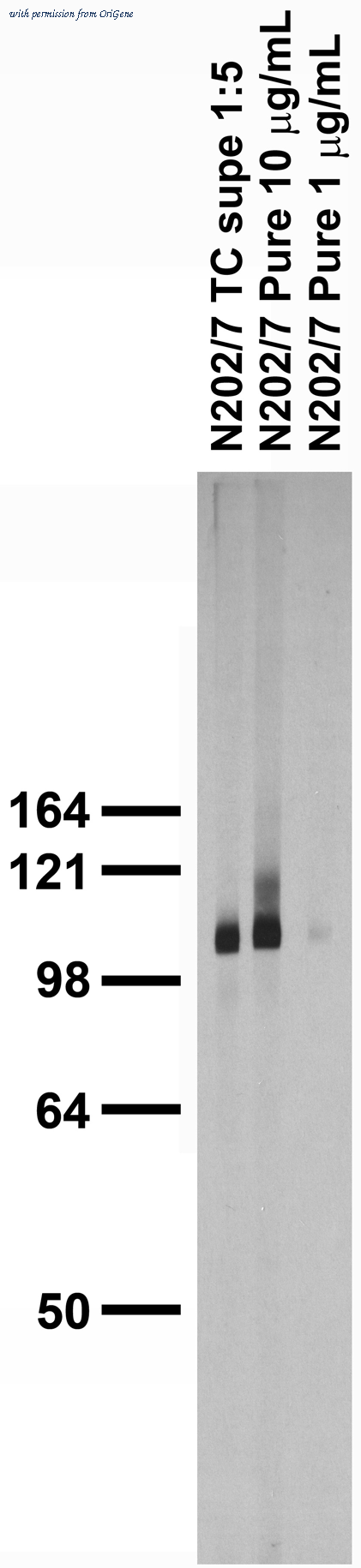 OriGene 75-201 image 1