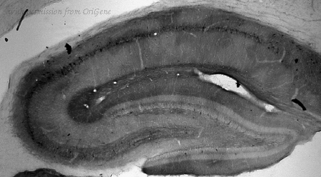 OriGene 75-213 image 1