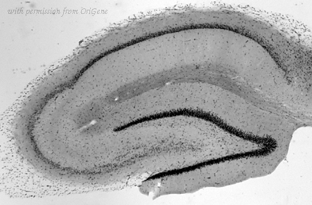 OriGene 75-228 image 1