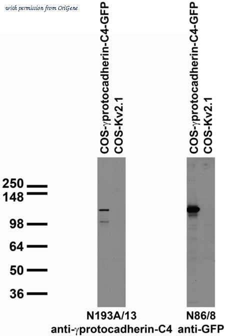 OriGene 75-231 image 1