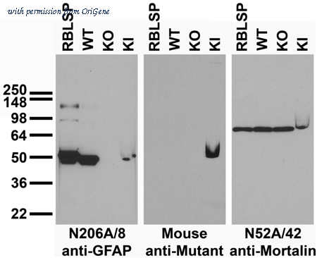 OriGene 75-240 image 1