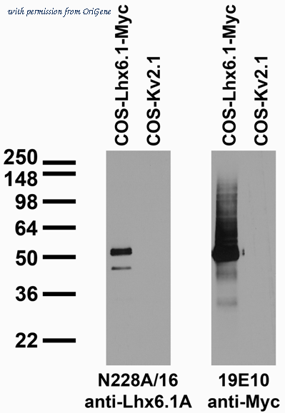 OriGene 75-241 image 1
