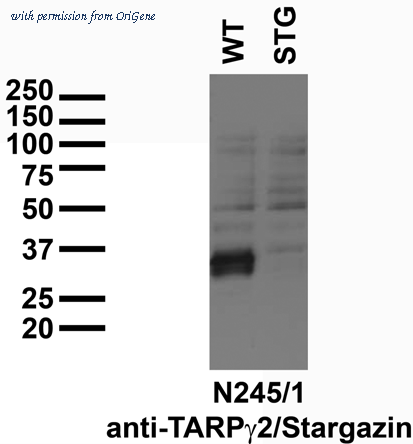 OriGene 75-242 image 1
