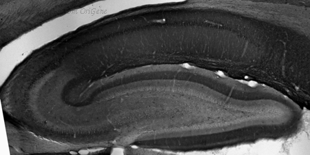 OriGene 75-243 image 1