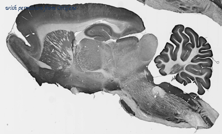 OriGene 75-259 image 1