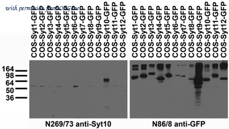 OriGene 75-262 image 1