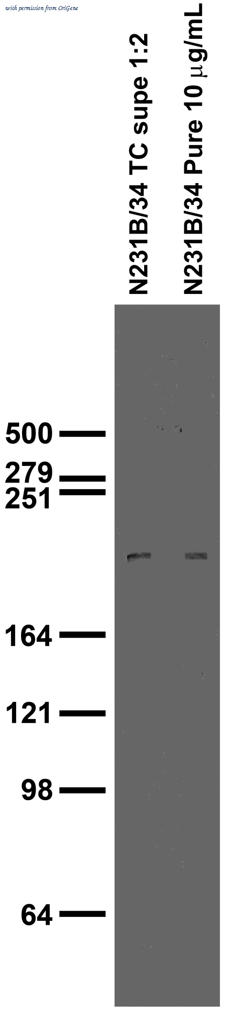 OriGene 75-266 image 1
