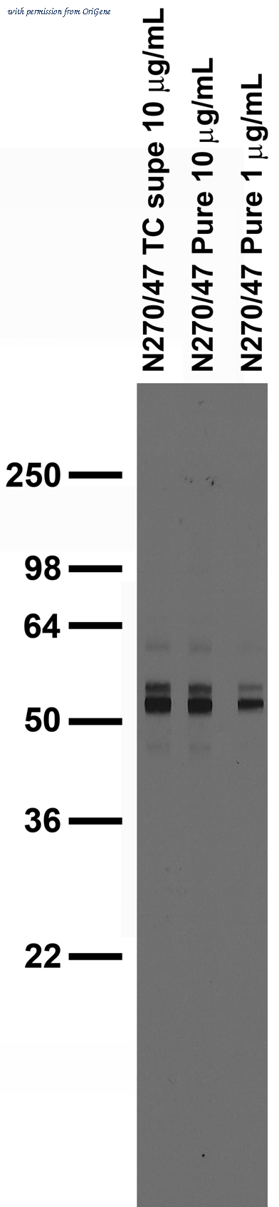 OriGene 75-271 image 1