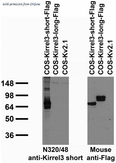 OriGene 75-282 image 1