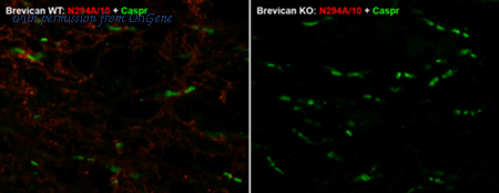 OriGene 75-294 image 1