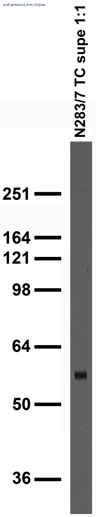 OriGene 75-307 image 1