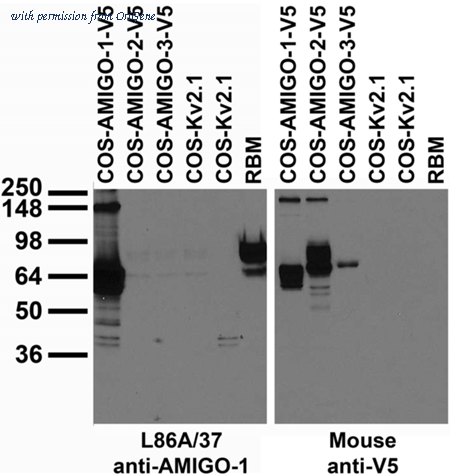 OriGene 75-329 image 1