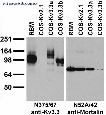 OriGene 75-354 image 1