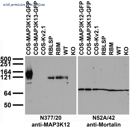 OriGene 75-355 image 1