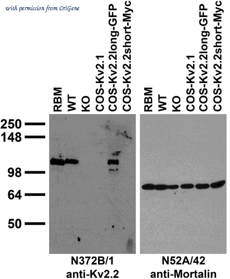 OriGene 75-369 image 1