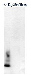 OriGene AM00001PU-N image 1