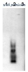 OriGene AM00003BT-N image 1
