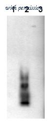 OriGene AM00003PU-N image 1