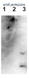 OriGene AM00004PU-N image 1