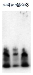 OriGene AM00006PU-N image 1