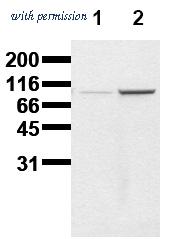 OriGene AM00015PU-N image 1