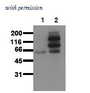 OriGene AM00016PU-N image 1