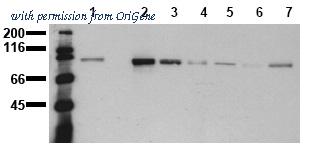 OriGene AM00017PU-N image 1