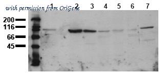 OriGene AM00018PU-N image 1