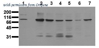 OriGene AM00021PU-N image 1
