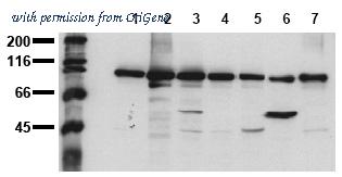 OriGene AM00022PU-N image 1